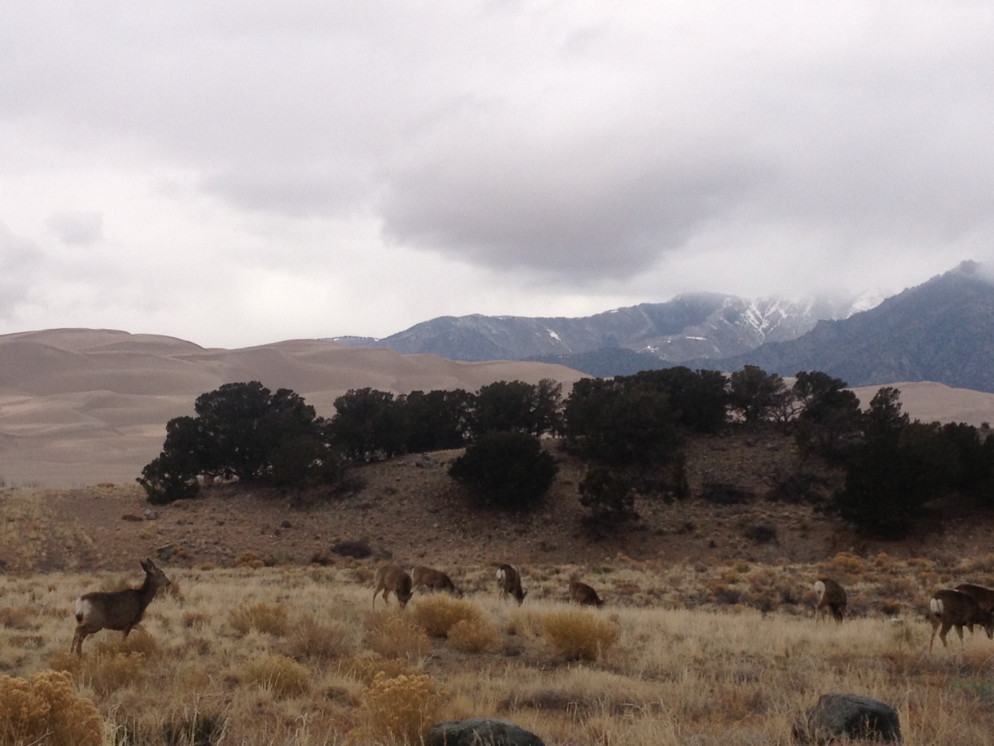 GMU 82 - Alamosa and Saguache Counties