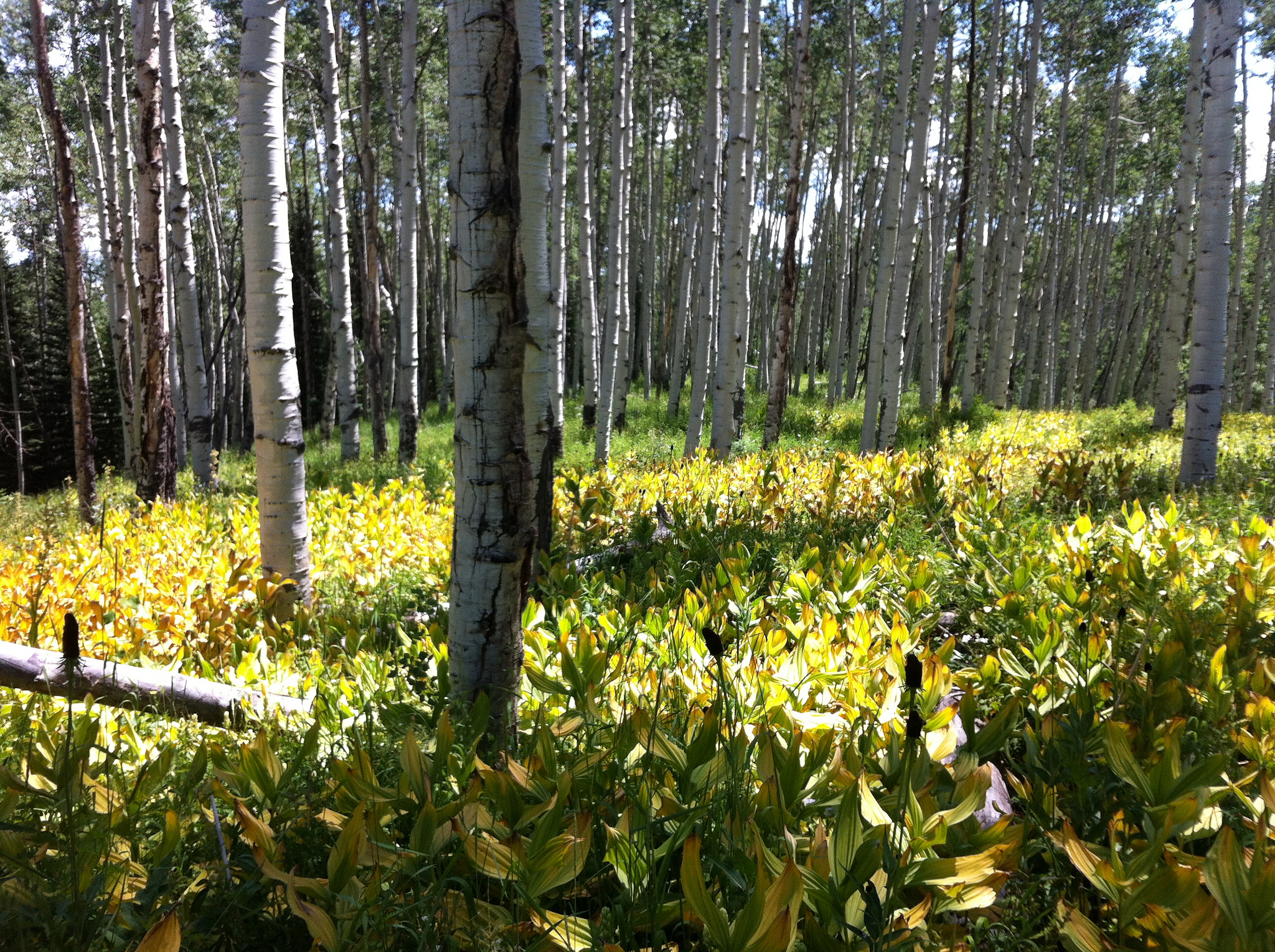 GMU 43 - Garfield, Pitkin, Eagle, and Gunnison Counties