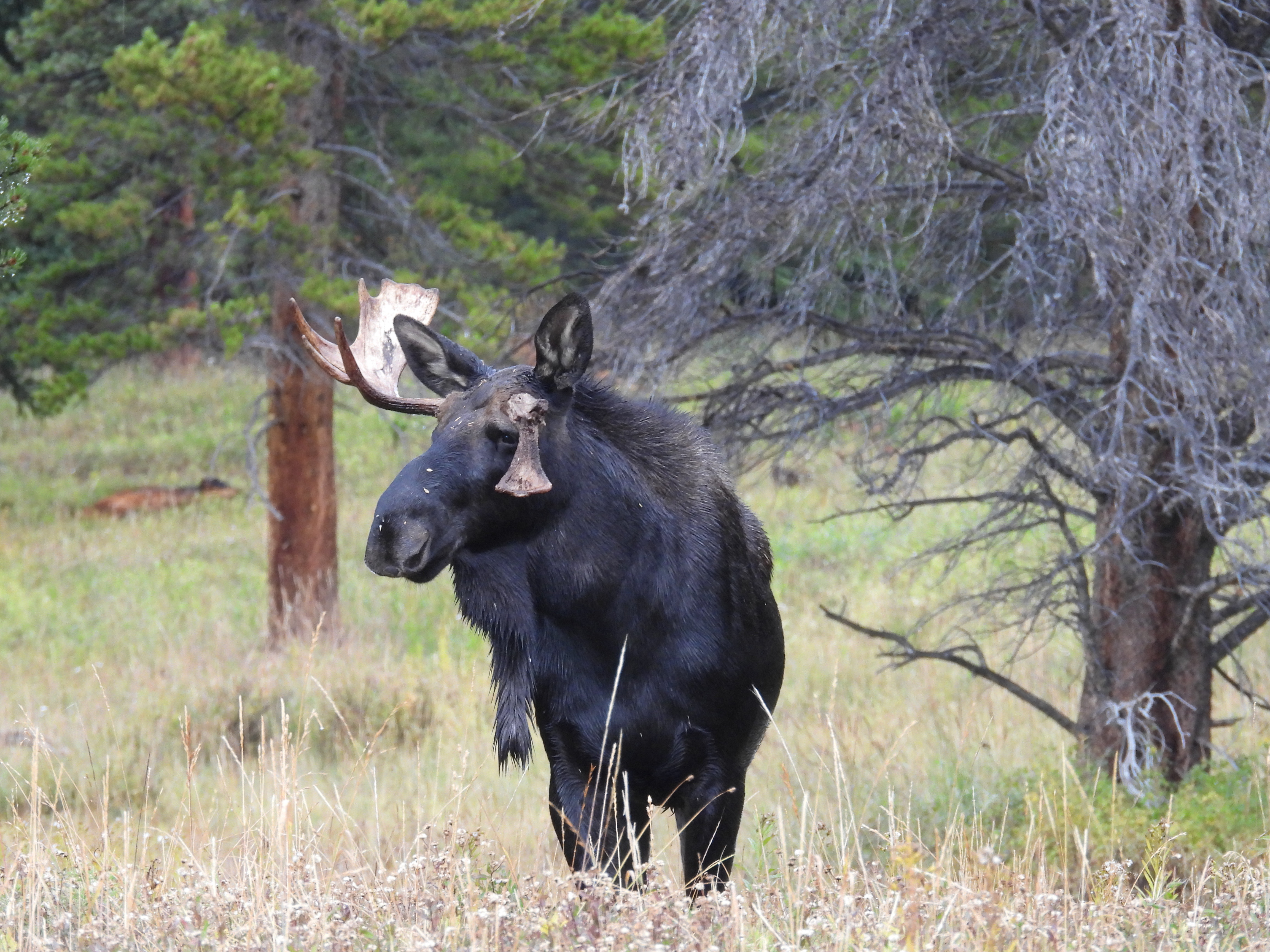 GMU 36 - Eagle County