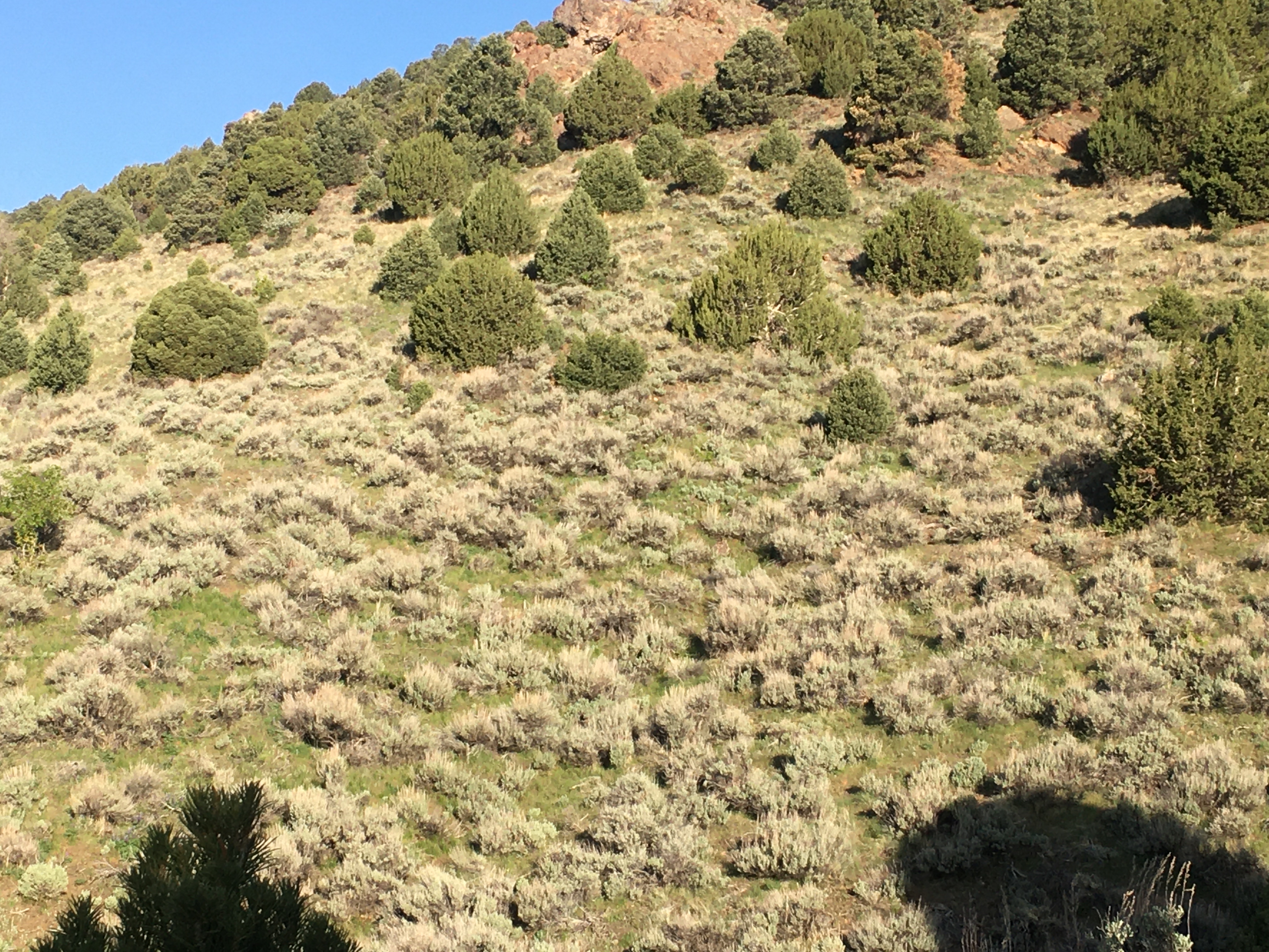 West Desert, Tintic