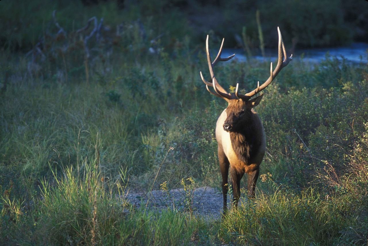 Colorado Resident vs. NonResident Preference Points HuntScore