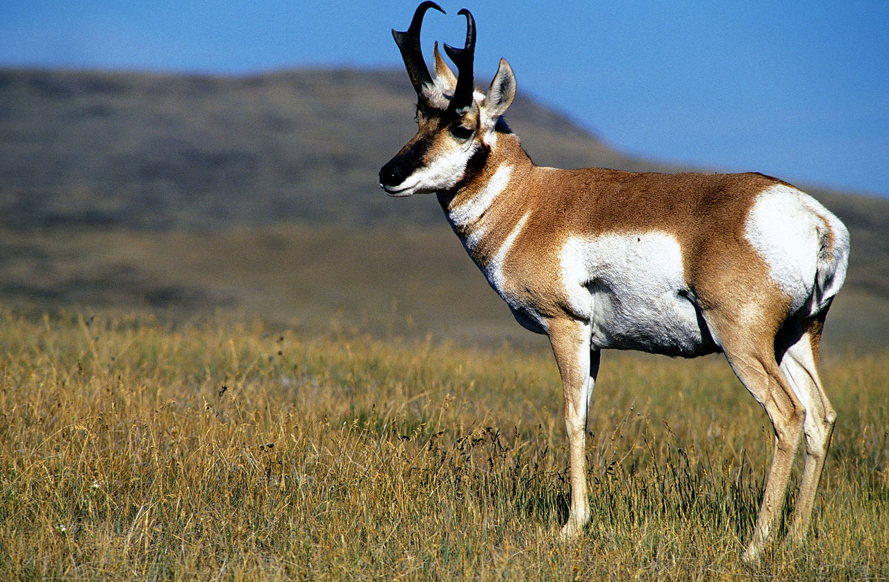Pronghorn Provide Unique Hunting Challenge in Colorado HuntScore