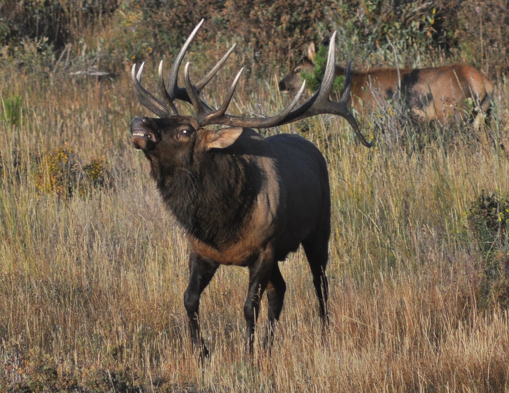 Top 10 Most Elusive Elk Hunts in Colorado for Residents HuntScore