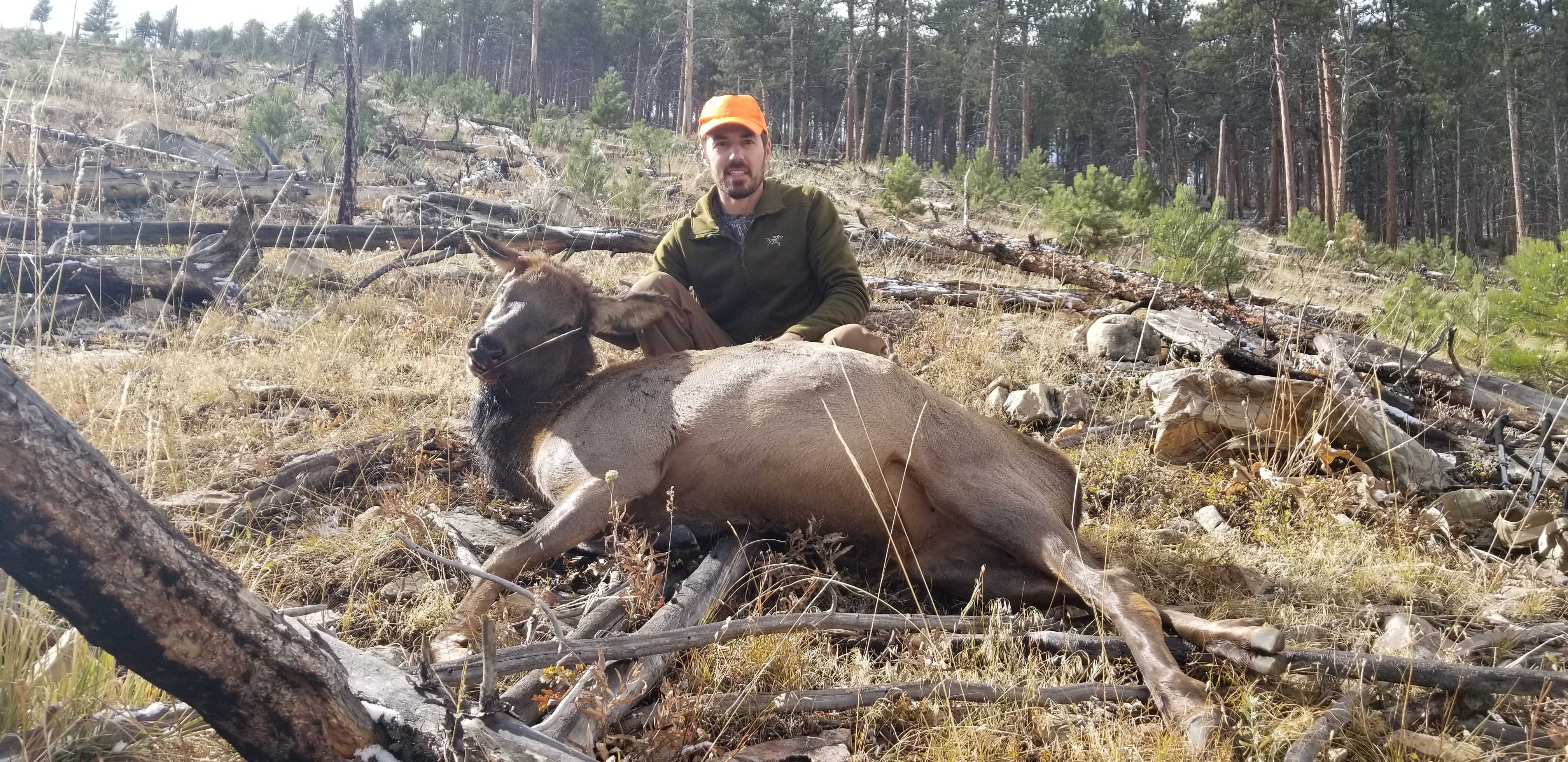 cow elk