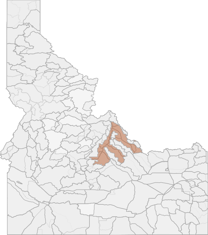 Elk Hunting in Idaho's Unit 21A1X (Controlled Hunt Oppty.) Salmon